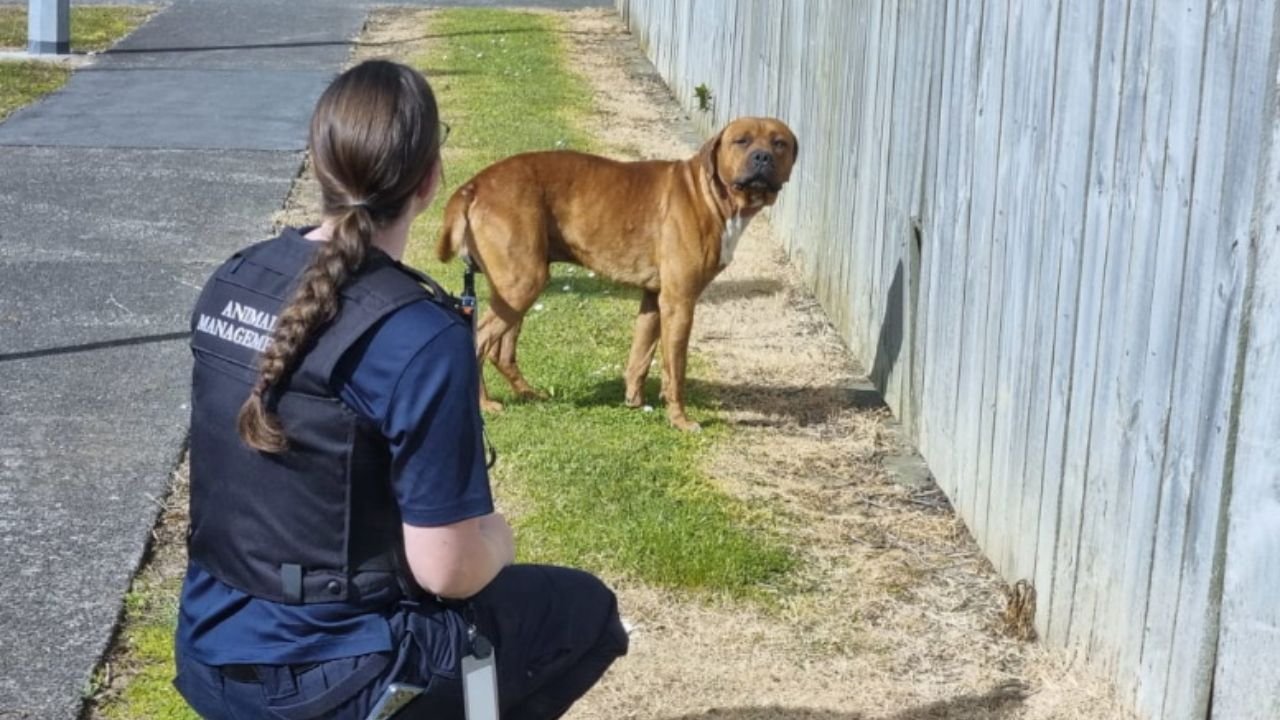 Government Launches Full Review of Dog Control Act Following Recent Attacks